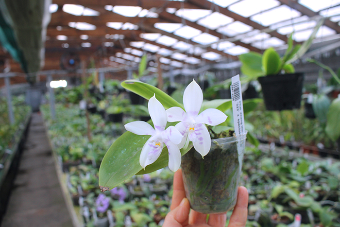 Phalaenopsis Zheng Min Muscadine '323' x speciosa '41-S'.jpg