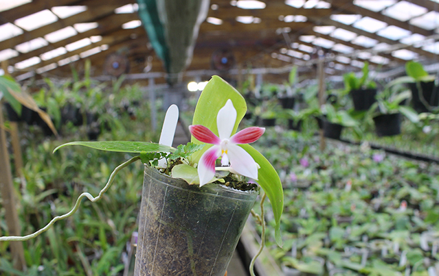 Phalaenopsis speciosa ('All Red' x 'Su's Coffee Candy).jpg