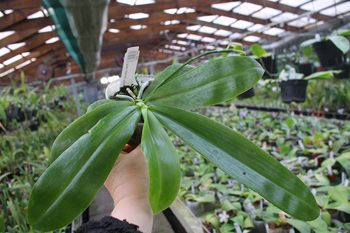 Phalaenopsis zebrina 'Palawan'.jpg