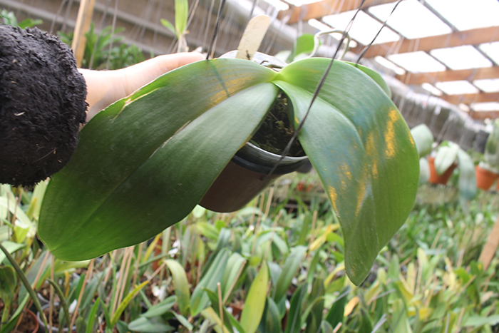 Phalaenopsis Jong's Gigan Cherry 'Yaphon'.jpg