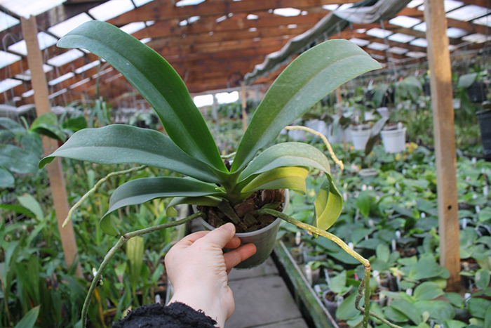 (Sedirea japonica-Vandopsis parishii) x Rhynchostylis gigiantea.jpg