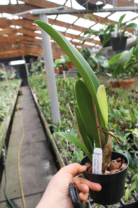 Laeliocattleya Love Knot coerulea x Cattleya mossiae coerulea.jpg
