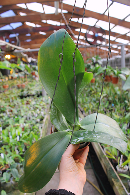 Phalaenopsis Yuanshan Girl 'Peter'.jpg