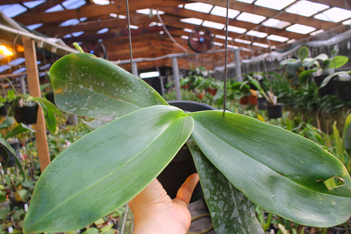Phalaenopsis Brother Glory 'Long Fong'.jpg