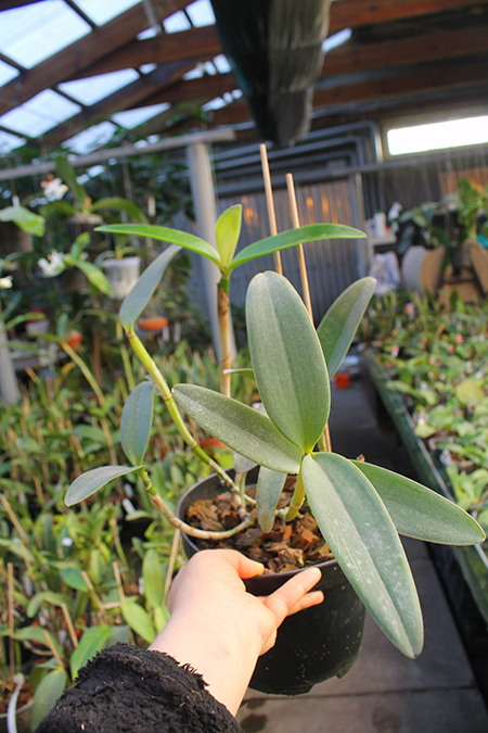 Cattleya intermedia sanguinea 'do Padre Vitus' x Cattleya intermedia flamea 'BF-96'.jpg