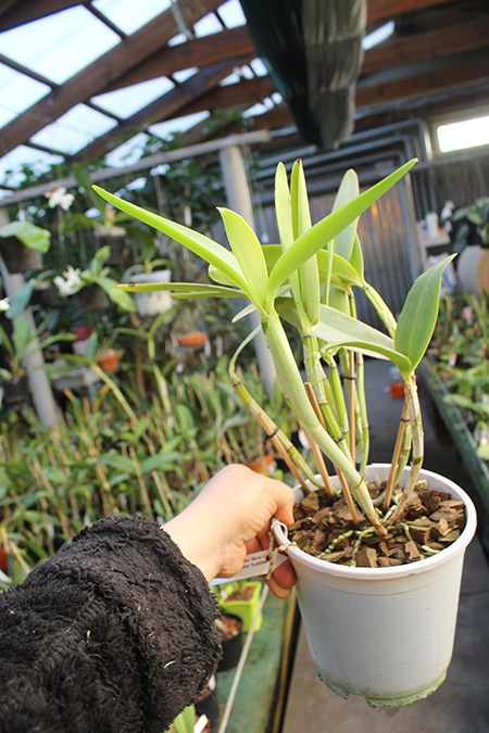 Cattleya intermedia aquini alba 'Neve' x Cattleya intermedia aquini alba 'Sublime'.jpg