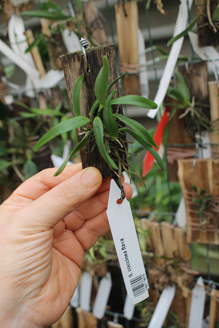 Sophronitis coccinea flava.jpg