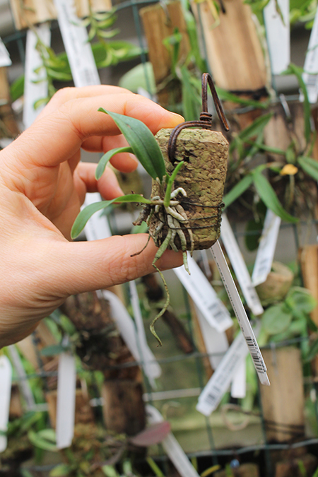 Sophronitis coccinea flava Tomiyama.jpg