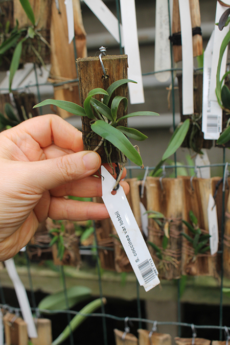 Sophronitis coccinea var lobbi.jpg