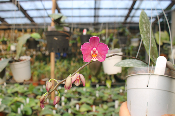 Phalaenopsis schilleriana x mannii black.jpg