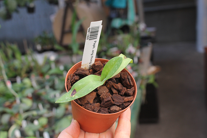 Paphiopedilum ang thong alba.jpg