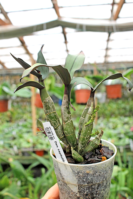 Dendrobium capituliflorum.jpg