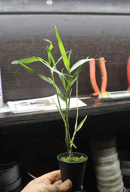 Dendrobium cinabarinum.jpg