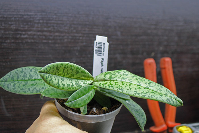 Paphiopedilum venustum.jpg