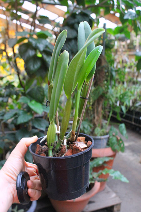 Cattleya lueddemanniana coerulea splash 'Bela' x SELF.jpg
