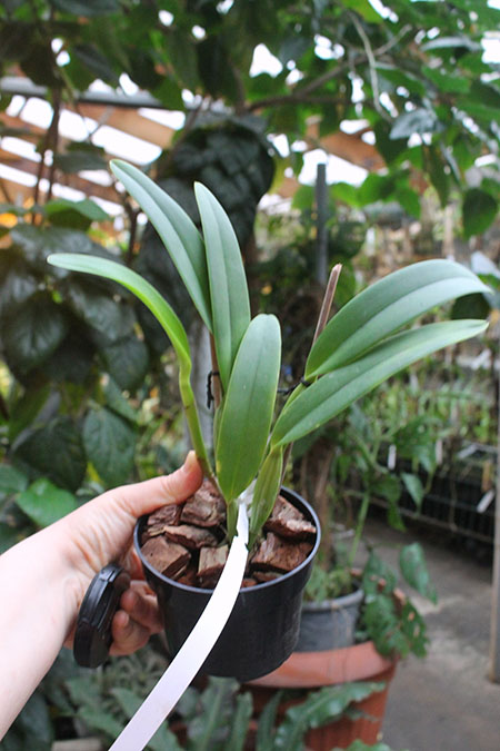 Cattleya lueddemanniana (flamea aquinada 'Carabobo' x atropurpurea 'Guacamuco').jpg