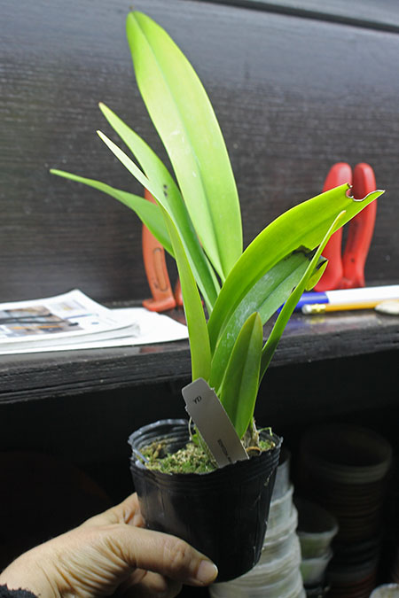 Laeliocattleya Ballet Folklorico 'Eloquence'.jpg