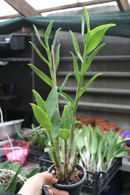 Dendrobium tangerinum.jpg