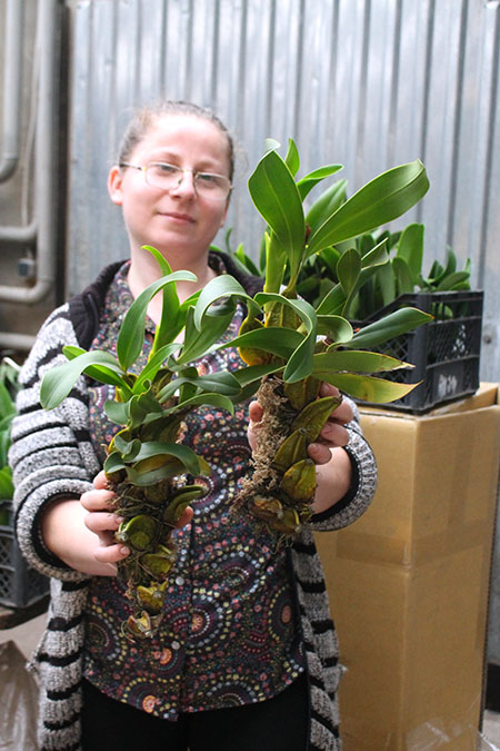 Epigeneium lyonii.jpg