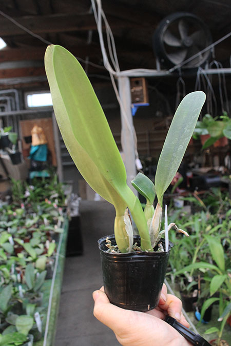 Laeliocattleya C G Roebling 'Blue Indigo'.jpg