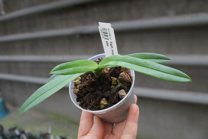 Paphiopedilum esquirolei chiuvanum alba.jpg