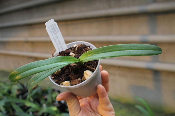 Paphiopedilum hirsutissimum var esquirolei fma viride 'Rico'.jpg