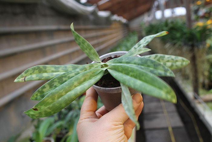 Paphiopedilum sukhakulii.jpg