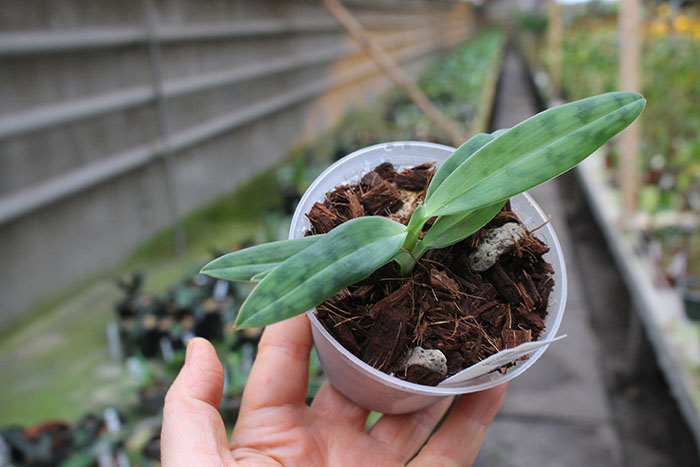 Paphiopedilum wolterianum alba.jpg