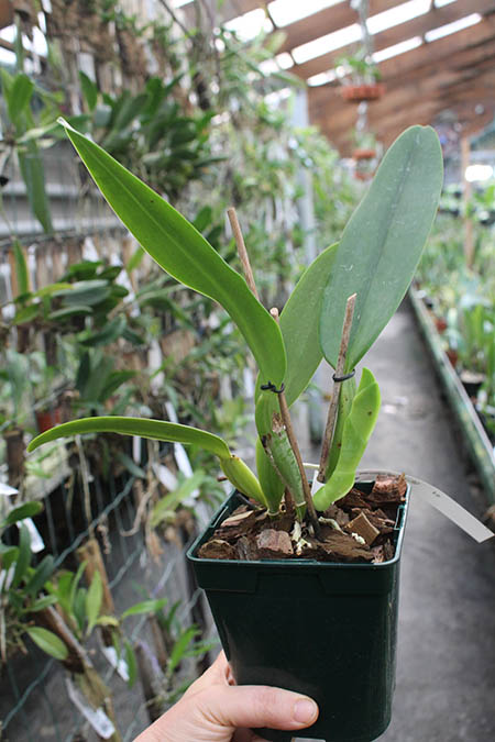 Cattleya warneri suavissima 'Ricardo Bells' x SELF.jpg