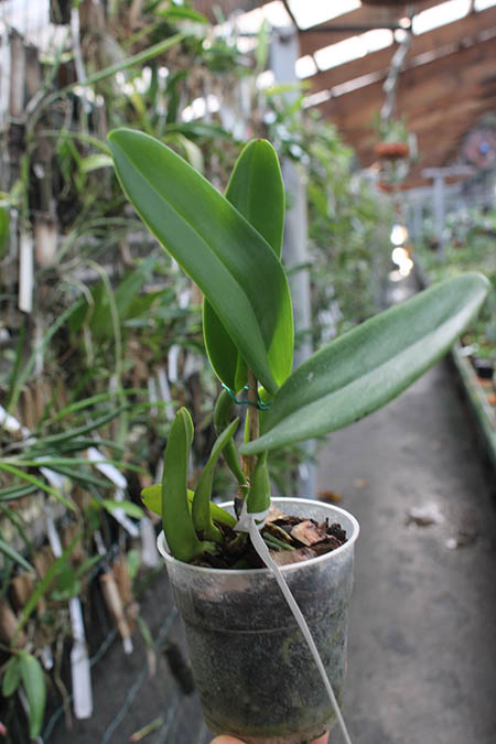 Cattleya warneri concolor 'Sao Gabriel' x warneri concolor 'E Colnago'.jpg