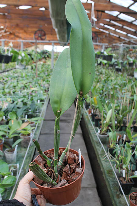 Cattleya Vestalis (maxima x dowiana).jpg