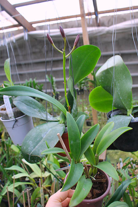 Brassocatanthe Jairak Fire Star.jpg