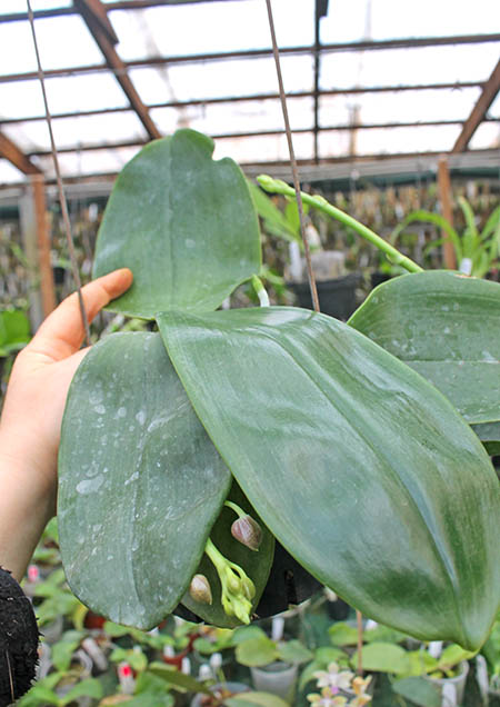 Phalaenopsis jawanica x gigantea.jpg