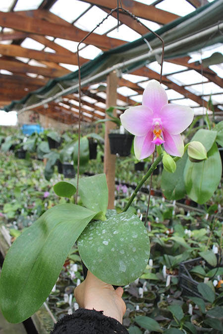 Phalaenopsis Sweet Memory.jpg