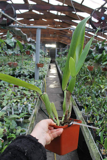 Laeliocattleya Antonetta Mahan 'S-10'.jpg