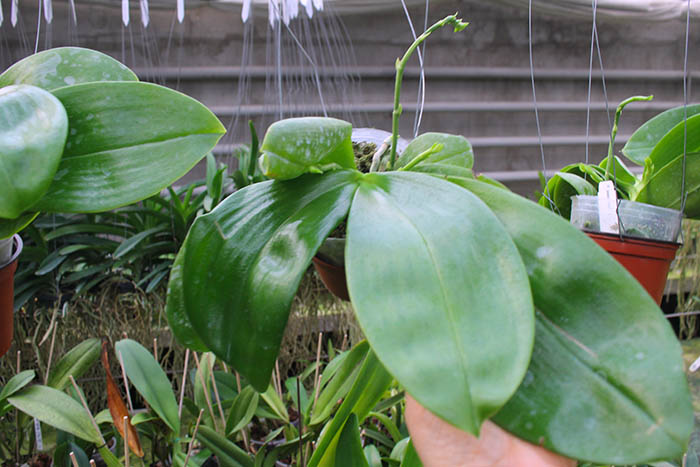 Phalaenopsis Palace Reef.jpg