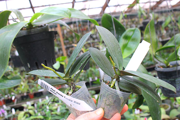 Phalaenopsis Kaoda Twinkle 'Black Shoot'.jpg