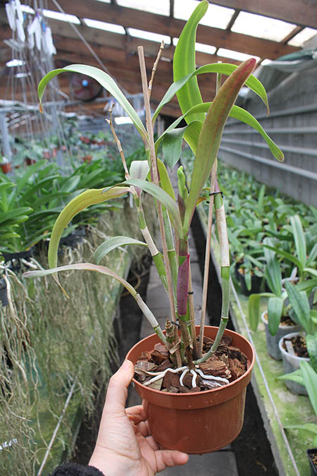 Epicattleya Rene Marques x Potinara Free Spirit.jpg