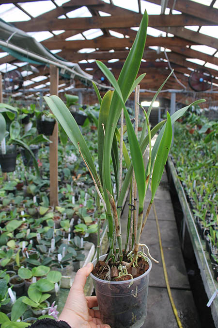 Brassolaelia Morning Glory 'Valentine Kiss'.jpg
