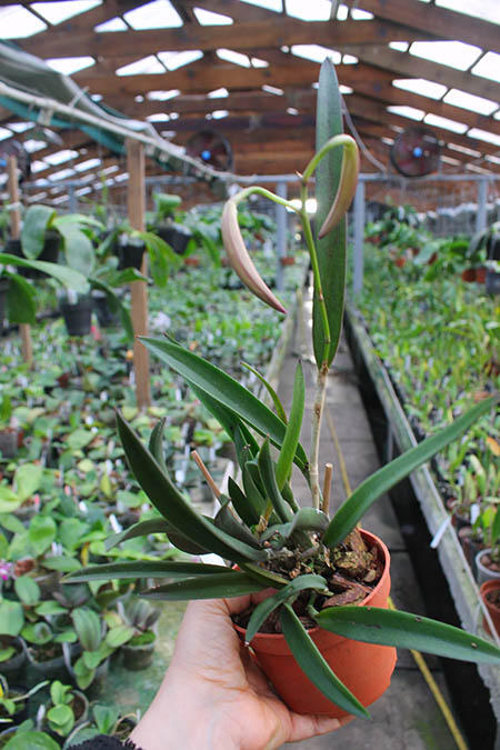 Brassocattleya Jairak Kiku.jpg