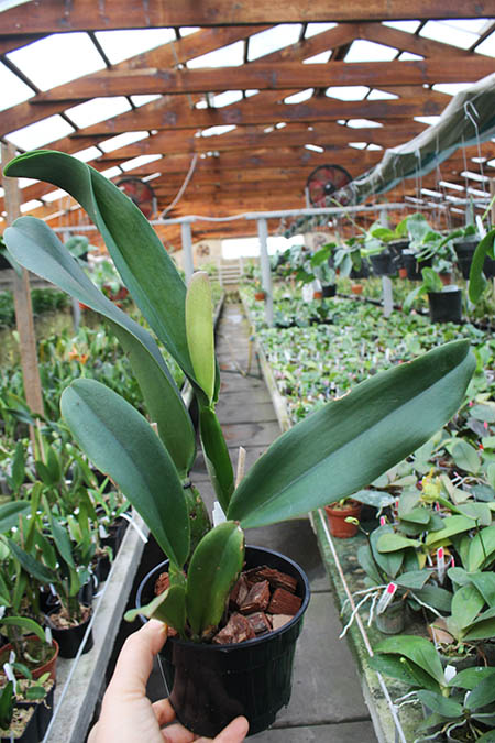 Rhyncholaeliocattleya Chialin Ruby.jpg