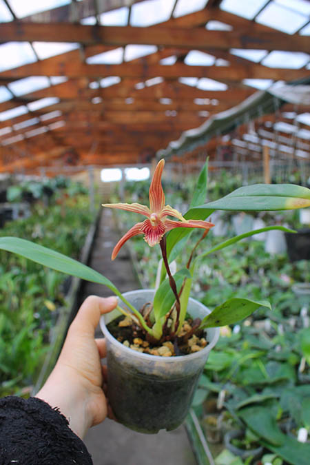 Maxillaria Sangai (Maxillaria pulla x Maxillaria striata).jpg