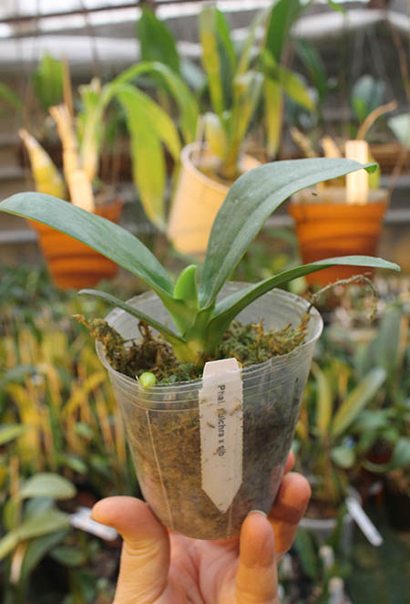 Phalaenopsis pulchra.jpg