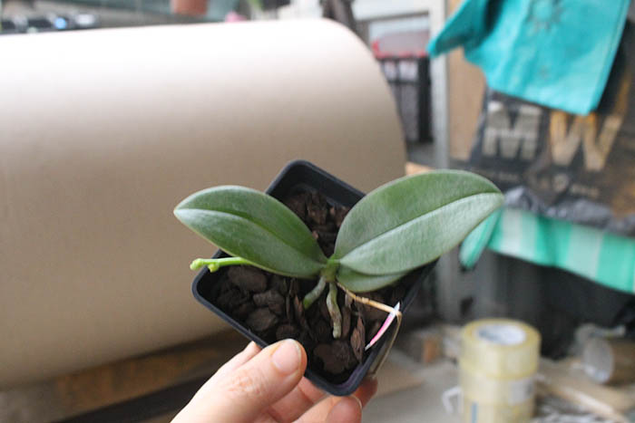 Phalaenopsis Mini Mark 'Maria Teresa'.jpg