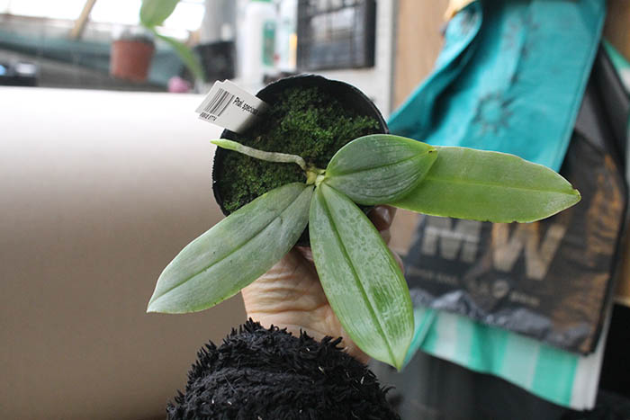 Phalaenopsis speciosa coffee (MC).jpg