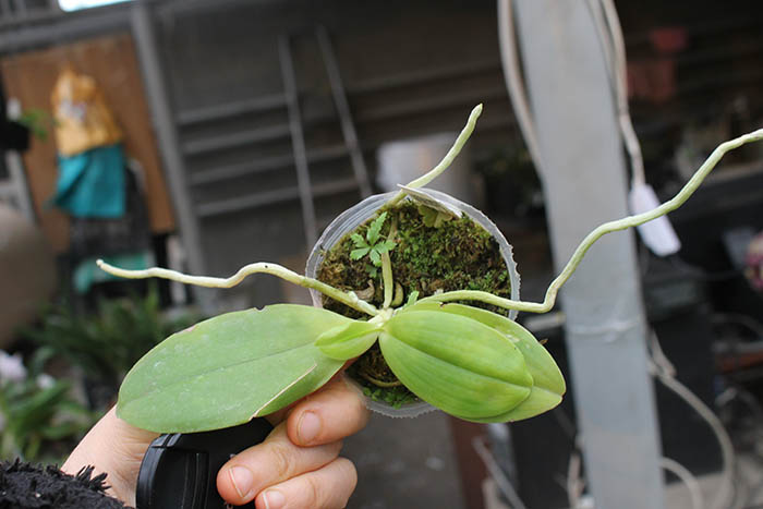 Phalaenopsis tetraspisis (All red x All red with white middle).jpg