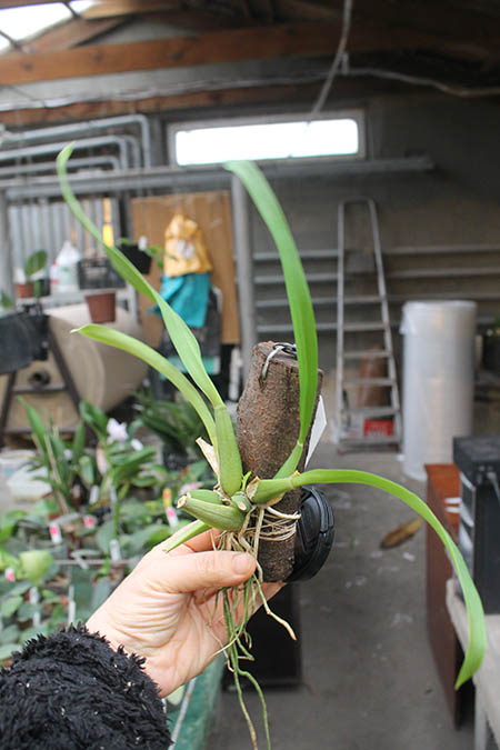 Sweet Sugar 'Yellow King'.jpg