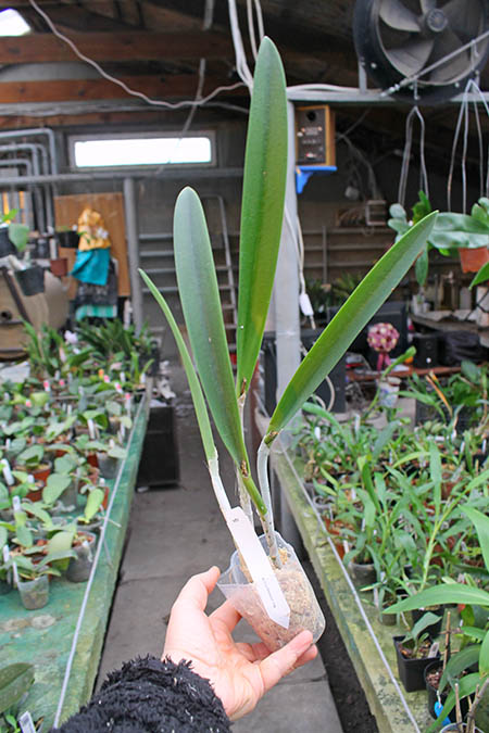 Brassavola Jiminy Cricket 'Superbug' (Brassavola nodosa x Rhyncholaelia digbyana).jpg