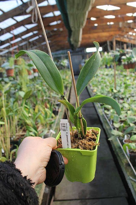 Cattleya jenmanii var coerulea x sib.jpg