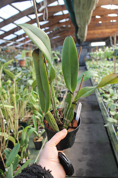Cattleya jenmanii coerulea.jpg